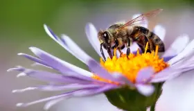 Abejas son atraídas por “dispositivos ópticos” en plantas