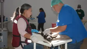 Sobrepasan meta de esterilización de mascotas