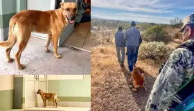 Salva “El Palomo” la vida de su amo, Don Goyo