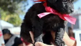 Realizan exitoso bazar urbano y exposición de mascotas