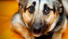 Llaman a evitar pirotecnia; prevenir ansiedad en mascotas