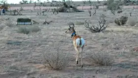 Regresan seis berrendos a la reserva de la Biósfera El Pinacate