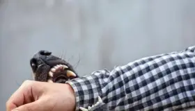 Está delicado niño atacado por perro en Obregón