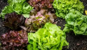 Descubren partículas de llantas en lechugas