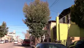 Pide vecina poden árbol que afecta cableado
