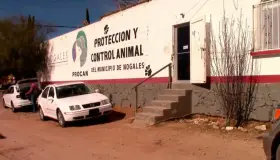 Nogales, municipio líder en esterilizaciones de mascotas