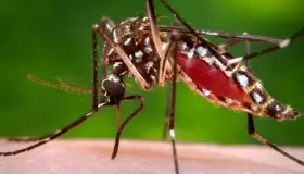 Alertan científicos por “superresistencia” de mosquitos a insecticidas