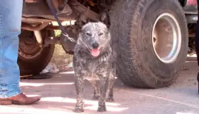 Arrancan esterilizaciones de mascotas