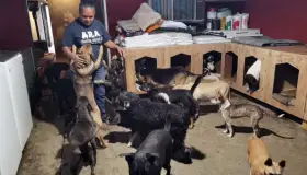 Piden apoyo para alimento para perros y gatos
