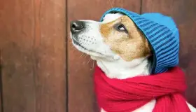 No es recomendable vestir a mascotas con abrigos