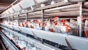 Inicia repoblación de granjas tras fin de cuarentena por influenza aviar