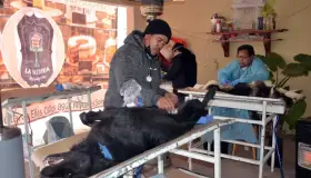 Realizan castración y vacunación de mascotas en El Represo