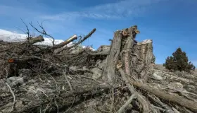 Talan árboles milenarios en el Líbano para lucrar