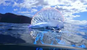 Advierten por mortífera medusa en costas mexicanas