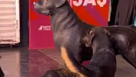 Ladran perritos a adorno de "Cuidado con el Perro" y se hacen virales