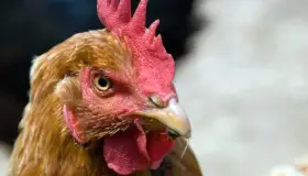 Lleva niña a la escuela una gallina; NO entendió la tarea de su profesor