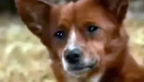 Llora perrito desconsolado al separarse de su mejor amiga, una vaca