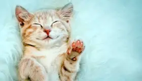 Tienen felinos 3 Día del Gato; cada uno tiene significado distinto