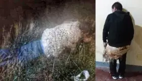 Se disfraza preso de oveja e intenta escapar de prisión en Bolivia