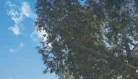 Registran vientos nuevo récord en la región