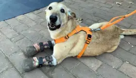 Perrito mutilado por el naco triunfa en el mundo, su nombre Pay de Limón