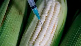 Nos vamos a panel si no hay acuerdo en maíz transgénico: AMLO