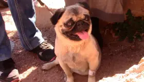 Esterilizan mascotas en sector Las Torres