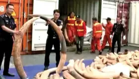 Incautan 7 toneladas de marfil