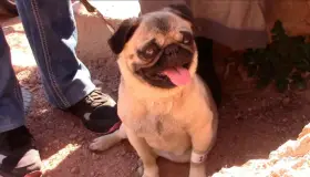 Alistan jornada masiva de castración y vacunación animal