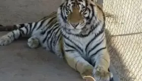 FGR espera solicitud de intervención en robo de tigre de bengala en Hermosillo