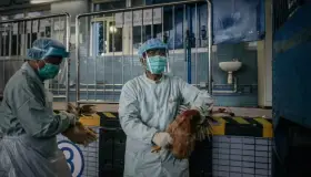 Detectan en China nuevo caso de gripe aviar A-H3N8 en humanos