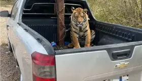 Viajaba convoy en Sinaloa con un tigre