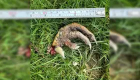 Encuentra mujer ‘garra de dinosaurio’; expertos no saben origen