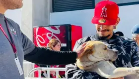 Alistan jornadas de esterilización de mascotas para esta semana