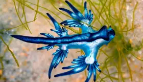 Hallan venenosos 'Dragones azules' en España