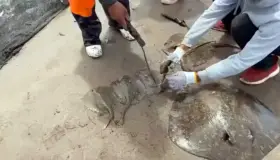 Investiga FGR caso de amputación de mantarrayas en Huatabampo