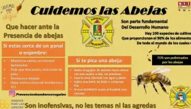 Presencia de abejas en colonias aumenta llamados de auxilio