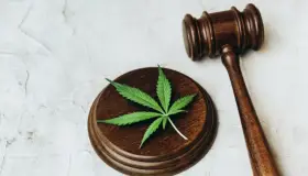 Celebran el 20 de abril el Día de la Marihuana