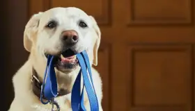 Emite CACF recomendaciones a dueños de mascotas