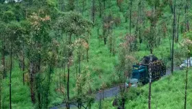 Atrapan a elefante asesino y ladrón en la India