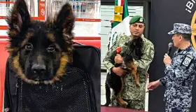 Llega cachorrito donado por Turquía, el heredero de Proteo