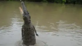 Localizan cadáver de pescador en estómago de un cocodrilo