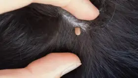 Trabajan en prevención de la Rickettsia en esta frontera