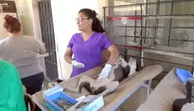 Registra Salud Municipal 2500 esterilizaciones de mascotas