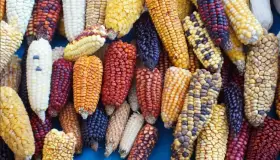 Van Canadá y EU contra México por maíz transgénico