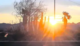 Es desierto sonorense, de los más calientes del mundo