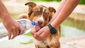 Afectan golpes de calor a mascotas, llaman a cuidarlas