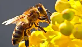 Invitan a respetar a las abejas