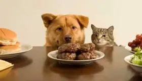 La importancia de dar la comida correcta a las mascotas