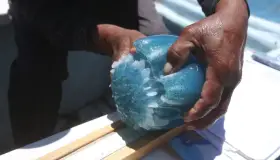 Nuevo negocio del ‘narco’ en Sonora pesca de medusa bola de cañon